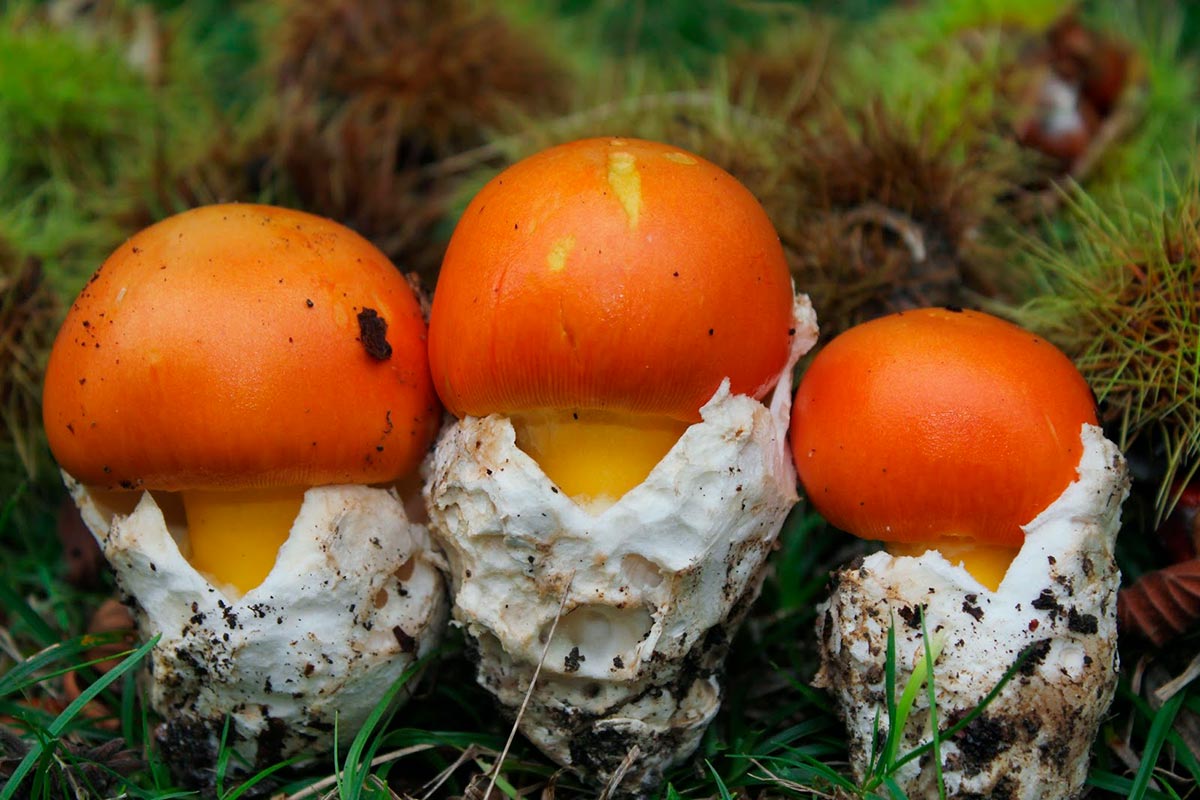 Amanita caesarea mimplas artesania MimPlas