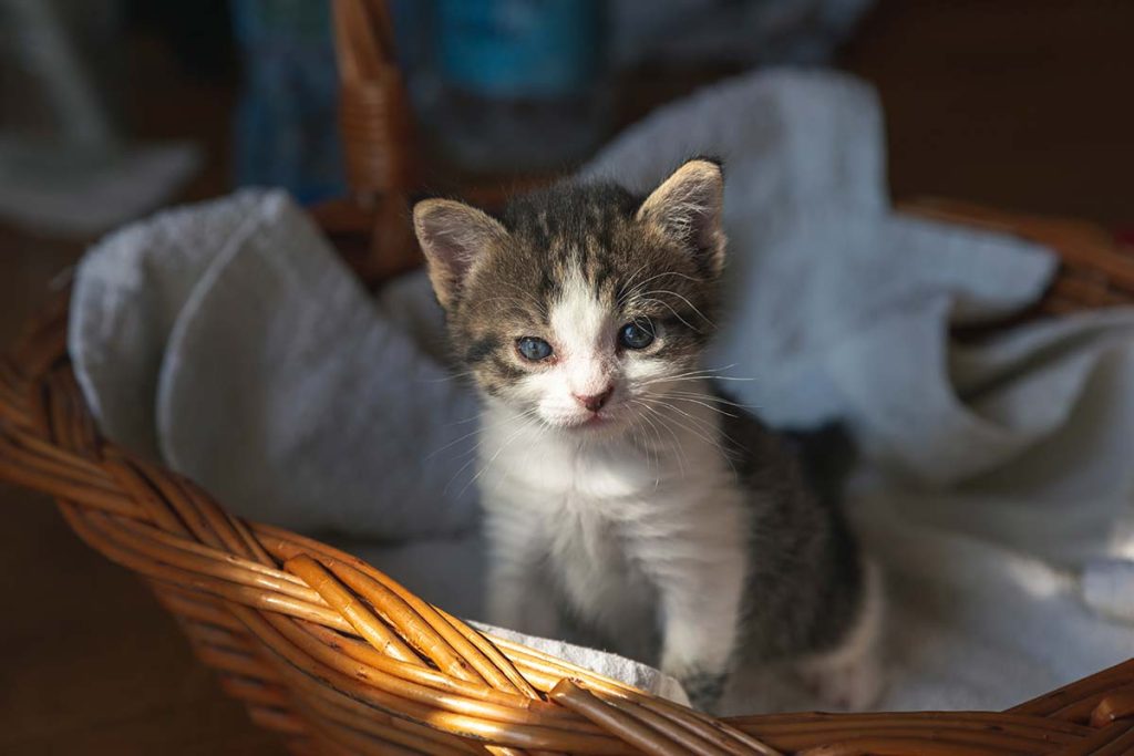 cama de mimbre para mascotas