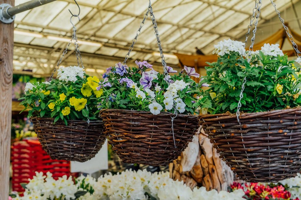 cestas de mimbre para plantas