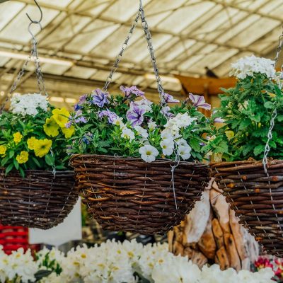 cestas de mimbre para plantas MimPlas