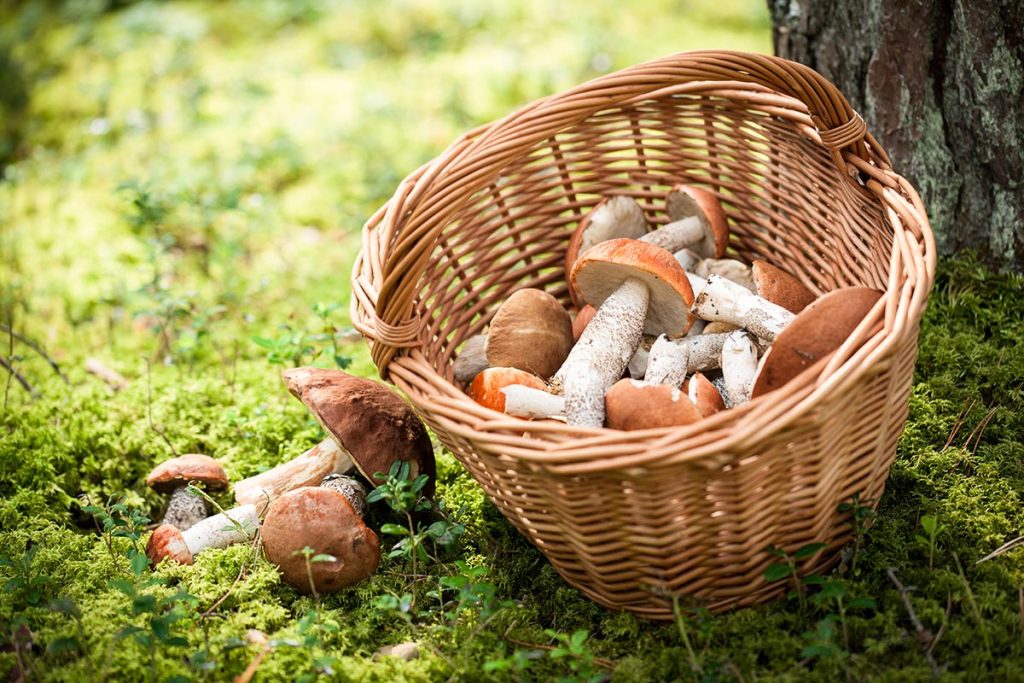 Cesta de mimbre para setas hecha a mano, ideal para recolección en el bosque