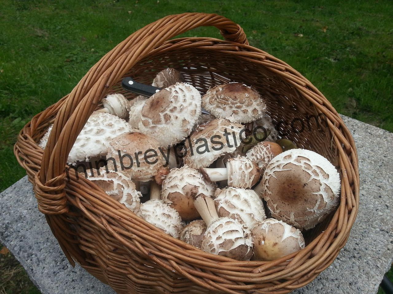 mushroom basket 244981 1280 MimPlas