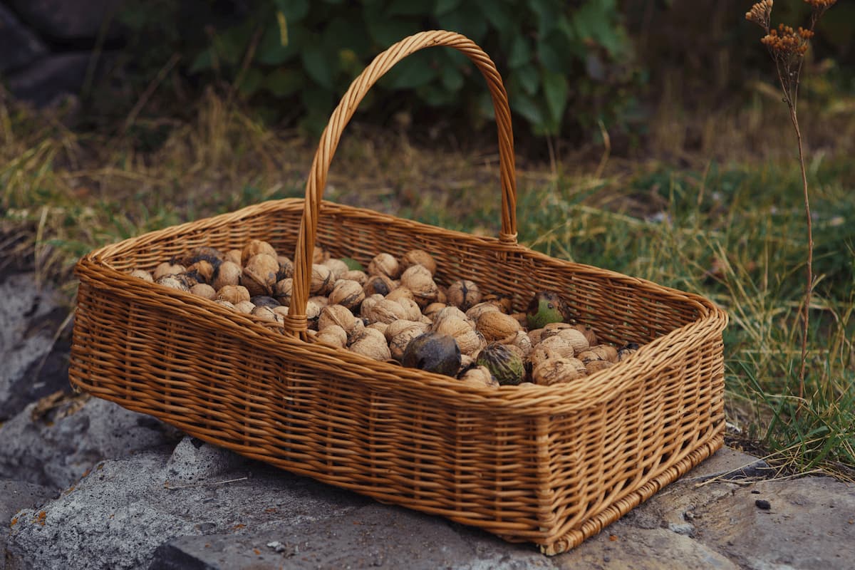 on the grass is a wicker basket with walnuts 2023 11 27 05 02 06 utc 1 MimPlas