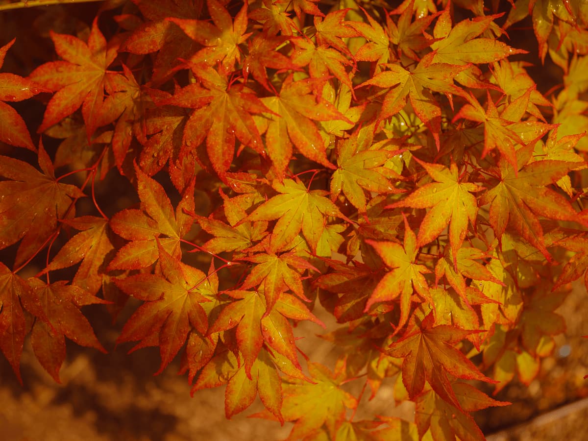 beautiful autumn leaves that turned red 2024 06 18 02 32 22 utc 1 MimPlas