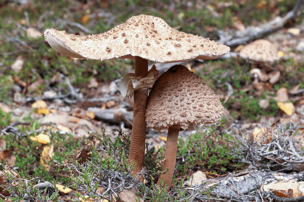 big and small parasol mushroom edible mushroom 2023 12 15 02 35 21 utc 1 MimPlas