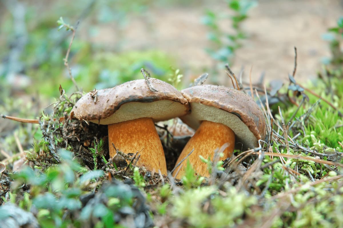 boletus edulis