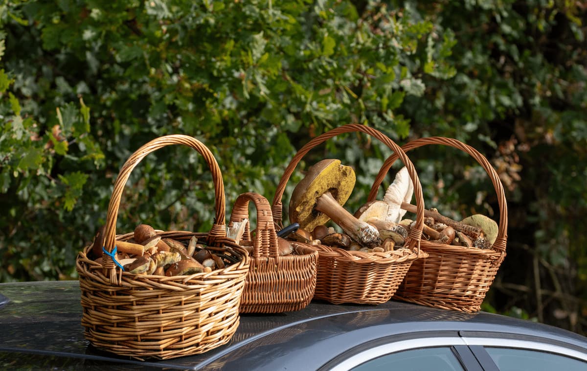 baskets of wild mushrooms on car roof 2025 02 10 06 51 25 utc 1 MimPlas