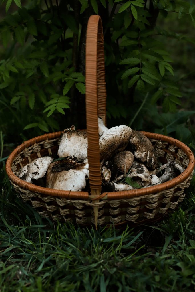 a wicker basket with mushrooms stands on the grass 2024 12 05 00 49 51 utc 1 MimPlas