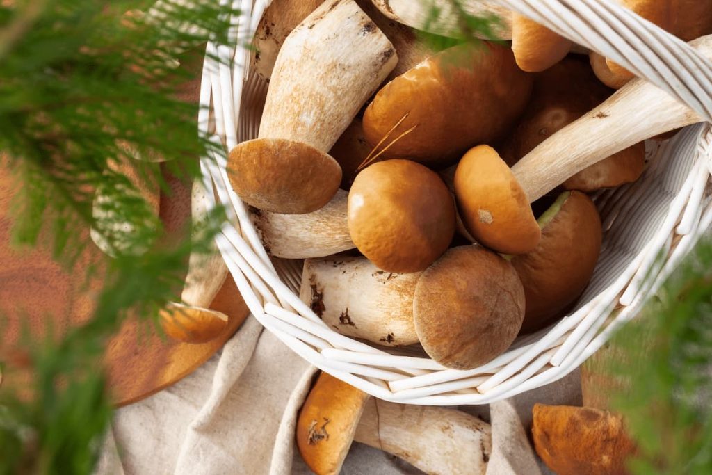 white wicker basket with boletus mushrooms top vi 2023 11 27 04 49 56 utc 1 MimPlas